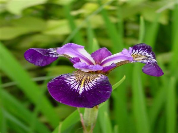 Iris versicolor Pacifica