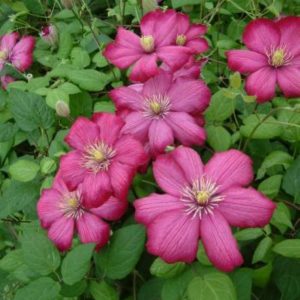 Clematis Ville De Lyon