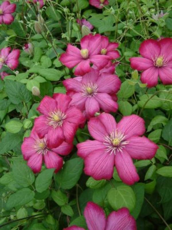 Clematis Ville De Lyon