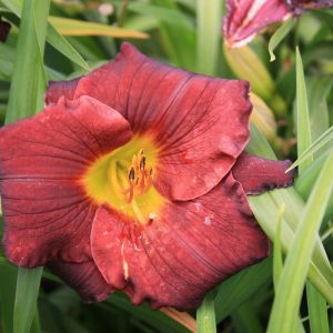 Hemerocallis Venetian Baroque