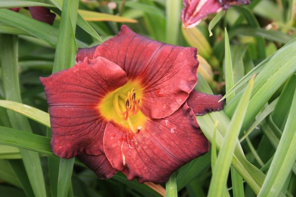 Hemerocallis Venetian Baroque