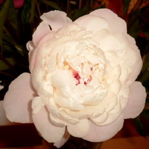 Paeonia  Vogue
