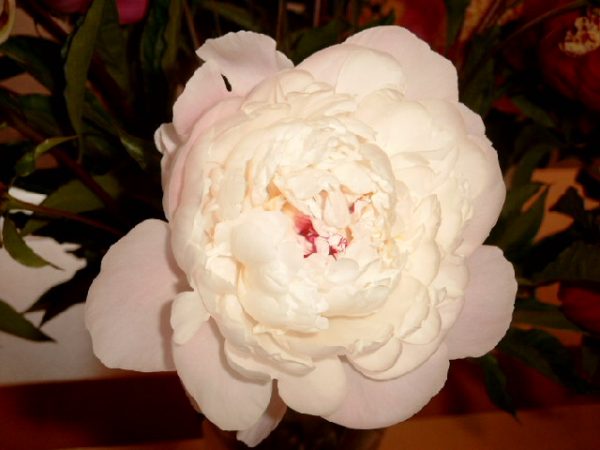 Paeonia  Vogue