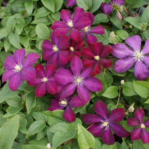Clematis Voluceau