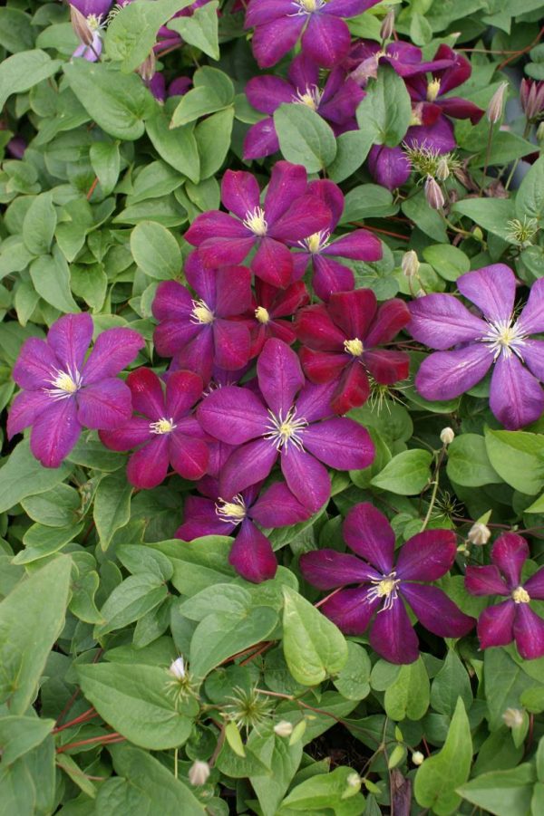 Clematis Voluceau