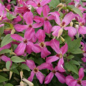 Clematis Wonderful®