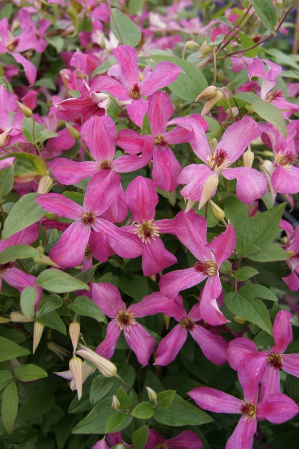 Clematis Wonderful®