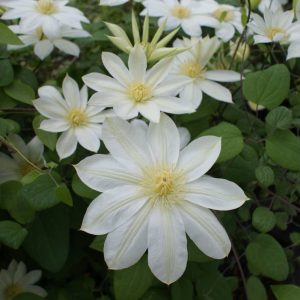 Clematis Wada's Primrose
