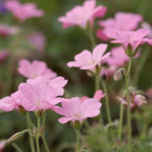 Geranium endressii Wargrave Pink