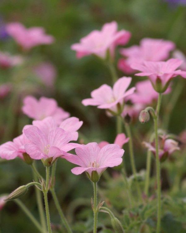 Geranium endressii Wargrave Pink