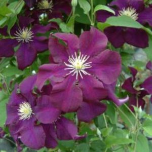 Clematis Warszawska Nike