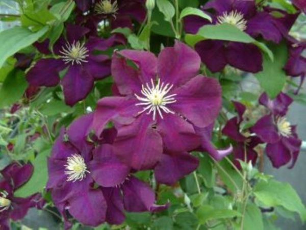 Clematis Warszawska Nike