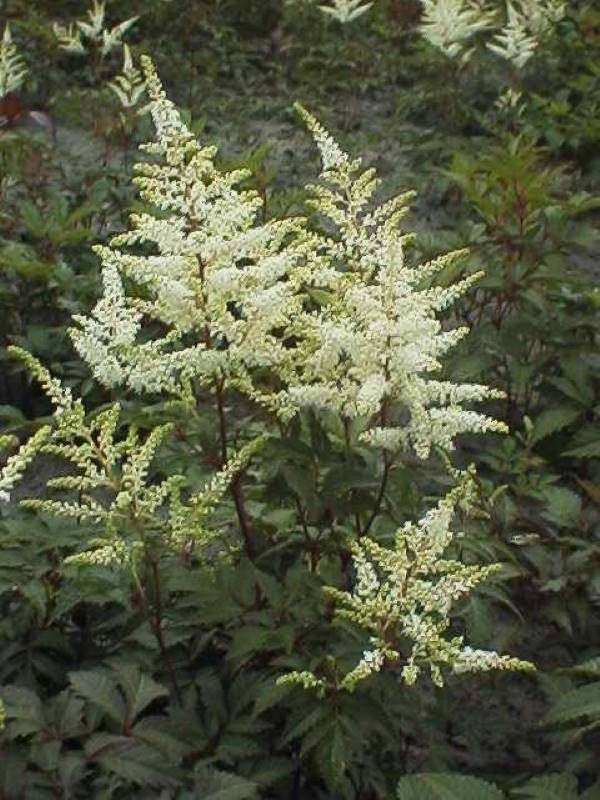 Astilbe Washington