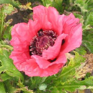 Papaver Watermelon