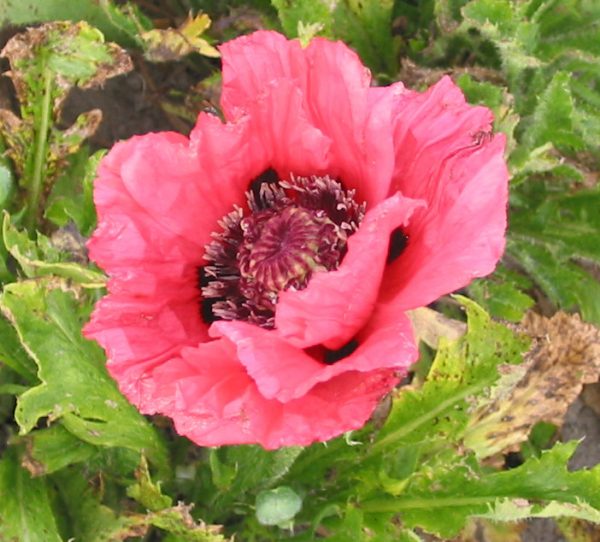Papaver Watermelon