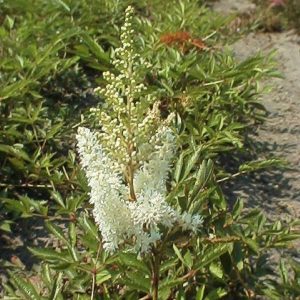 Astilbe Weisse Gloria