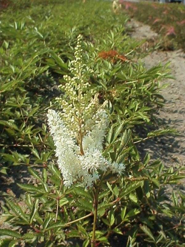 Astilbe Weisse Gloria