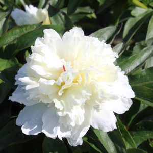 Paeonia  White Beauty