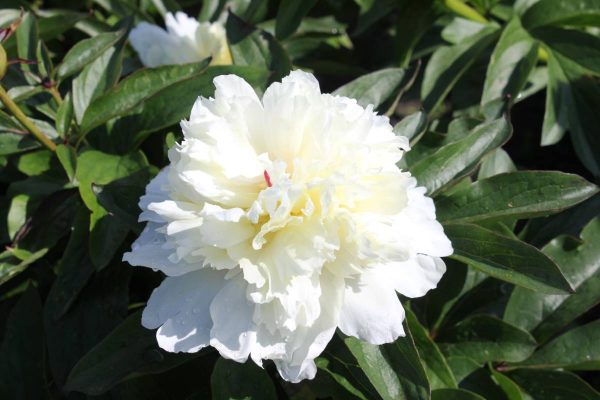 Paeonia  White Beauty