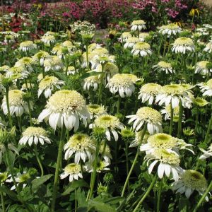 Echinacea White Double Delight®
