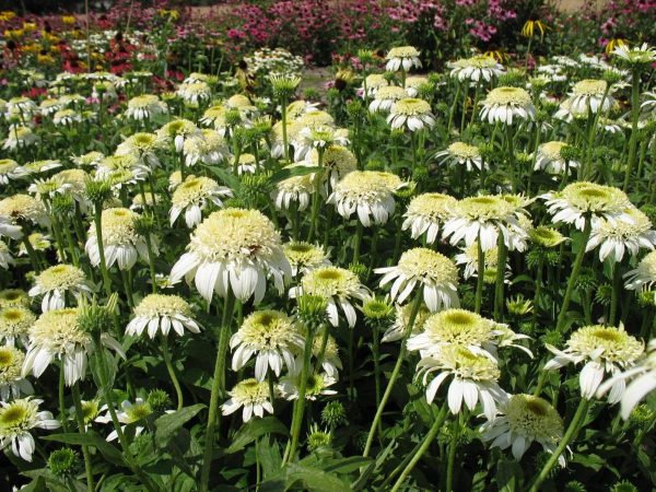 Echinacea White Double Delight®