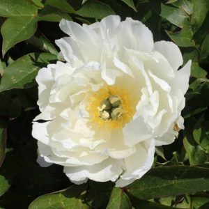 Paeonia  White Emperor