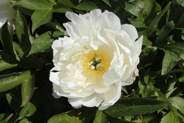 Paeonia  White Emperor