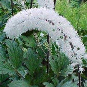Actea simplex White Pearl