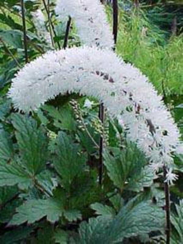 Actea simplex White Pearl
