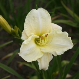 Hemerocallis White Temptation