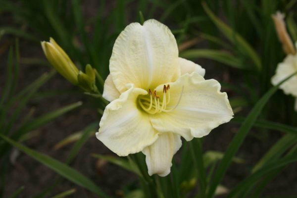 Hemerocallis White Temptation