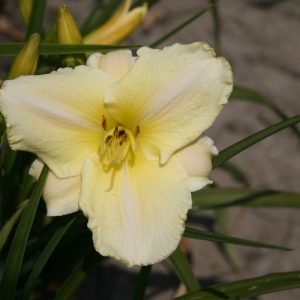 Hemerocallis White Tie Affair