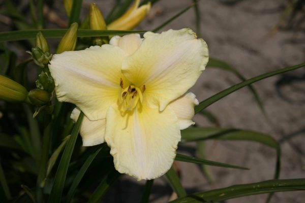 Hemerocallis White Tie Affair