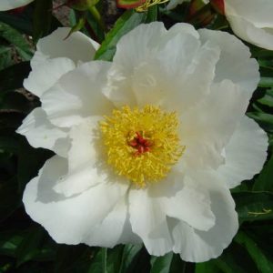Paeonia  White Wings