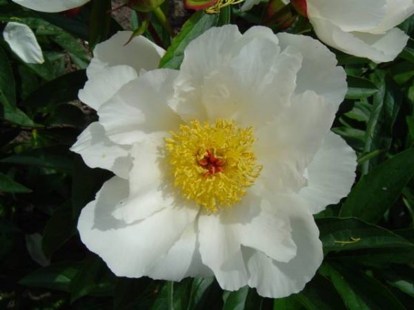 Paeonia  White Wings