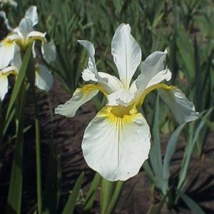 Iris sibirica White Swirl