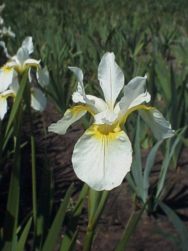 Iris sibirica White Swirl