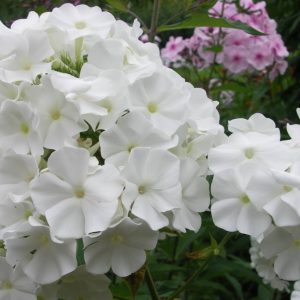Phlox pan, White Admiral