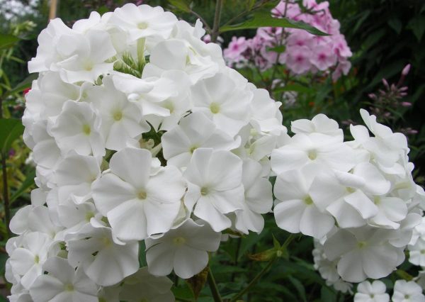 Phlox pan, White Admiral