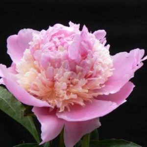 Paeonia  Whopper