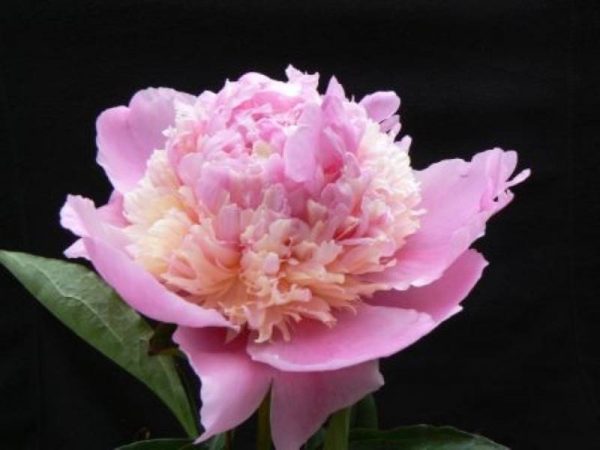 Paeonia  Whopper