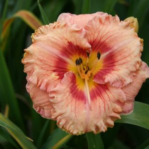 Hemerocallis Wild Mustang