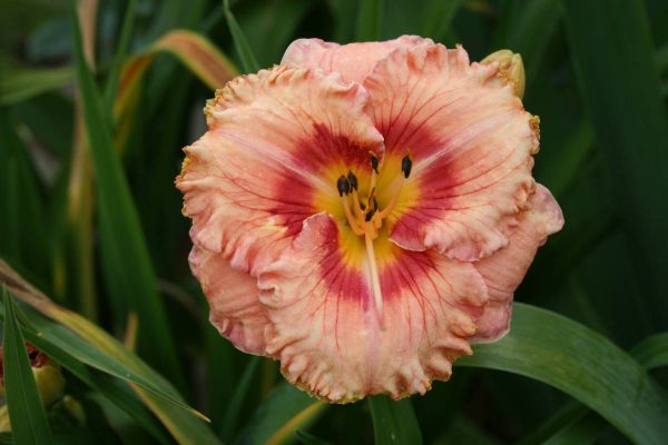 Hemerocallis Wild Mustang