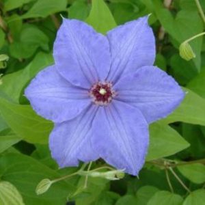 Clematis William Kennett