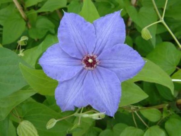 Clematis William Kennett