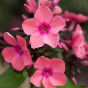Phlox pan, Windsor