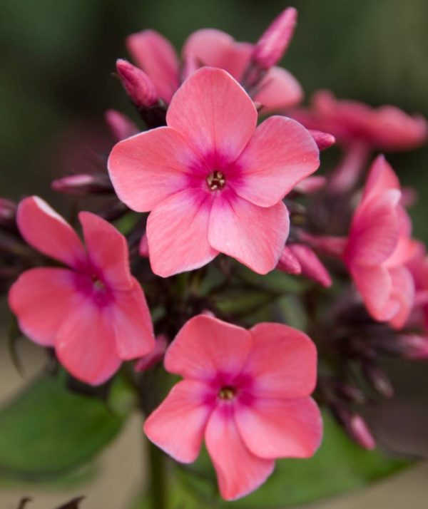 Phlox pan, Windsor