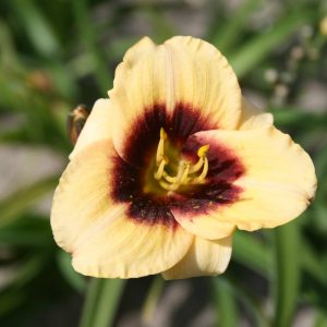 Hemerocallis Witch Timble