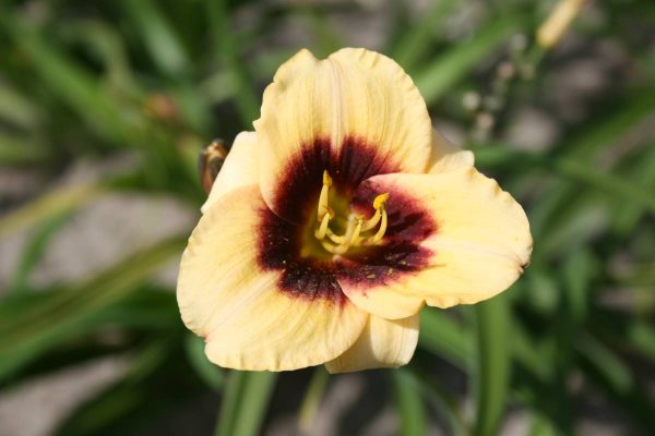 Hemerocallis Witch Timble
