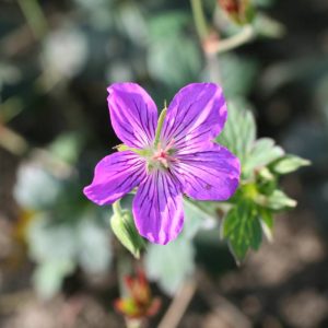 Geranium wlassovianum